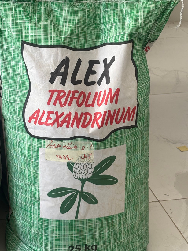 بذر شبدر علوفهای Alex کانتیننتال خارجی ۲۵ کیلویی قابل سفارش در بسته های یک کیلویی